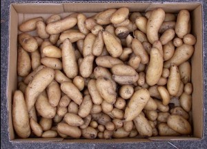 Potatoes pile on the nutrition but pamper the budget