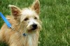 Pets of the week
