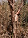 Hedge fun: Purdue CD lists more than 100 of Indiana's native shrubs