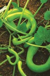 Every heirloom vegetable