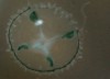 Freshwater jellyfish thrive in private LaPorte County lake