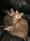 Pets of the week