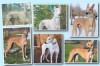 Great Lakes Greyhound to host fundraiser for rescued racers