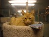Pets of the week