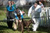 Ailing dogs and cats removed from Salt Creek Commons home