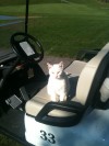 Golf course cat's disappearance baffles staff members