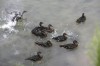 12-week-old orphaned Mallards return to their home pond