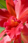 Horticultural hysteria