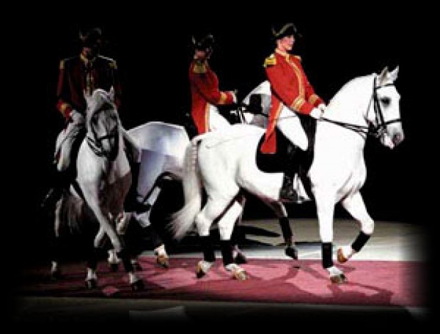 Royal Lipizzaner Stallions