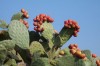 Herbal Healer: What is prickly pear?