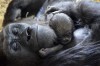 Baby gorilla born at Chicago's Lincoln Park Zoo