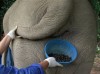 Thailand Elephant Coffee