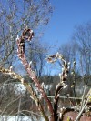 Pussy willows add some color to spring