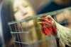Roosters strut and crow at Porter County Fair