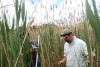 Tracking environmental restoration, stem by stem