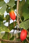 Herbal Healer: What is ivy gourd?