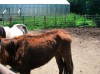 Charges unlikely in horse neglect case  