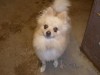 Pets of the week