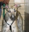 Pets of the week
