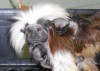 Washington Park zoo babies