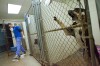 Animal shelters pounded by economy