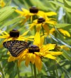 Indiana man keeps personal census of butterflies, Adv10-11, IN  
