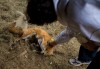 NWI legislator hopes to halt fox, coyote penning with new law