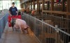 Preview Night at the Lake County Fair