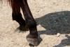 Rescued horse delivers healthy filly