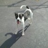 Pets of the week