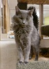 Pets of the week