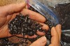 Gardening-Seed Dormancy