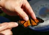 Unwinding with butterflies