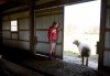 NWI farms face stricter federal rules that ban many tasks for minors