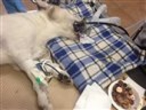 Household items can present risks to pets