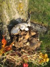 Treasured finds of fall: Wild mushroom hunters enjoying abundant season for fungi foraging