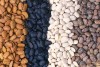 Herbal Healer: What is tepary bean?