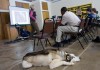 Three-time Iditarod musher, dog, visit students