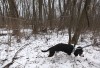 Women track 2 dogs that escaped Calumet Township fire