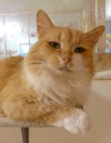 Pets of the week