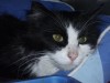 Pets of the week