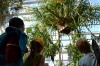 Hanging Tiger Orchid at Brooklyn Botanical Gardens