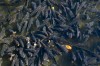 Study will look at options for separating Great Lakes and Mississippi River