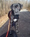Pets of the week