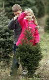 Taller than a tree