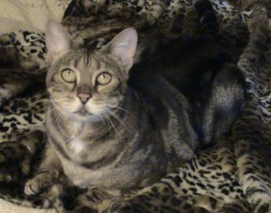 Pets of the week