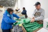 Daffodils preparred for American Cancer Society fund-raiser
