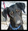 PET OF THE WEEK: Sancho