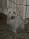 Pets of the week