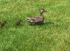 Portage employees rescue ducklings from storm drain
